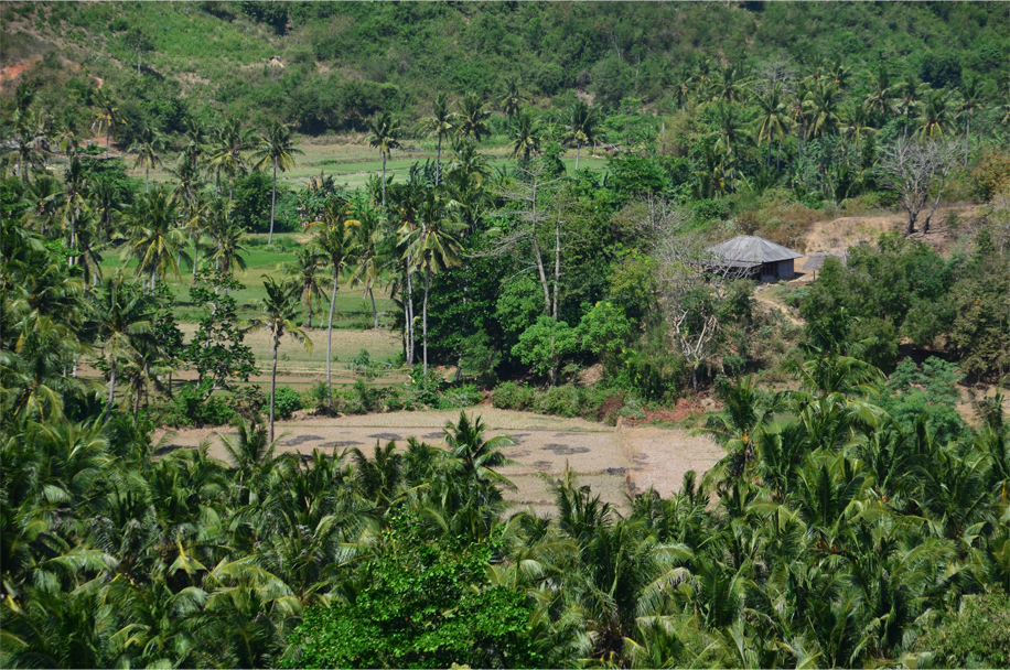 Paddies and palms
