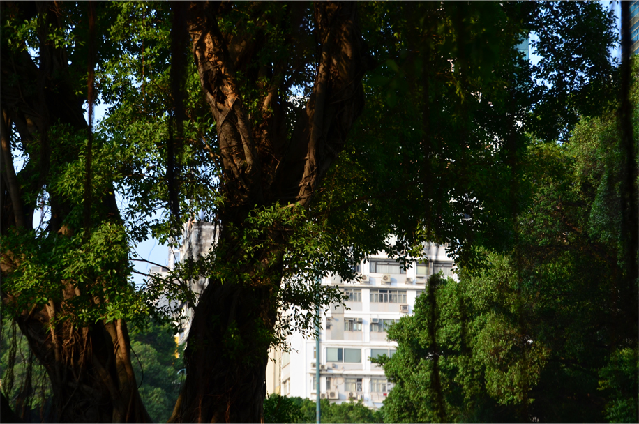 Urban jungle, Kowloon Urban jungle, Kowloon
