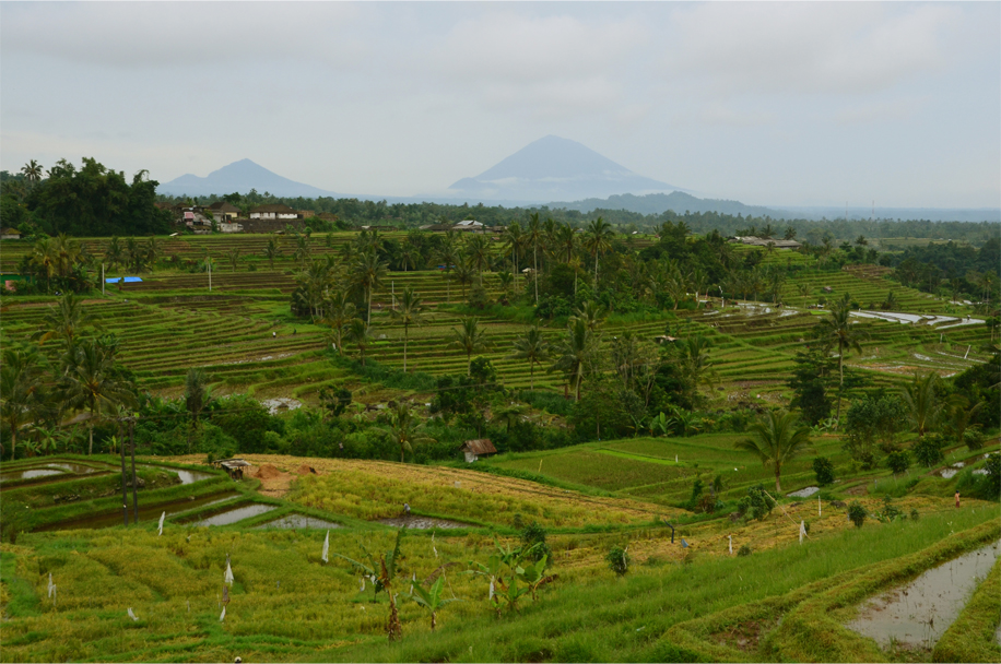 Rice terraces of Jatiluwih