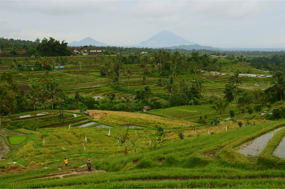 Jatiluwih_11
