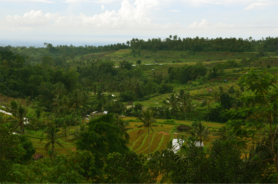 Jatiluwih_13