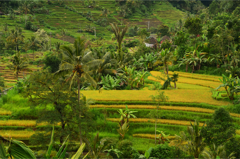 Jatiluwih_14