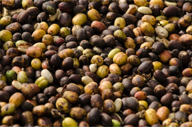 Coffee beans laid out to dry