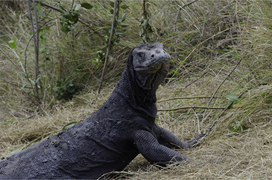 Komodo_1