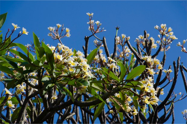 Frangipani blossoms