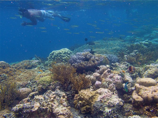 Menjangan Snorkelling_1