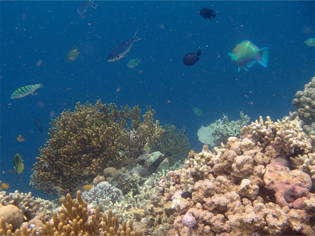 Menjangan Snorkelling_10