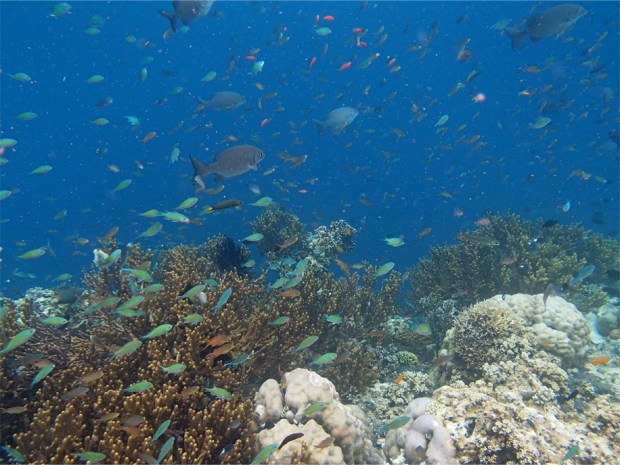 Menjangan Snorkelling_2