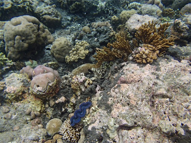 Menjangan Snorkelling_3