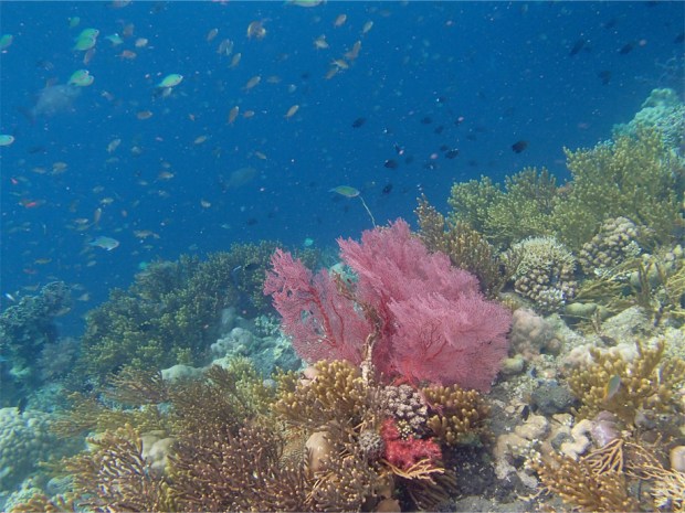 Menjangan Snorkelling_4