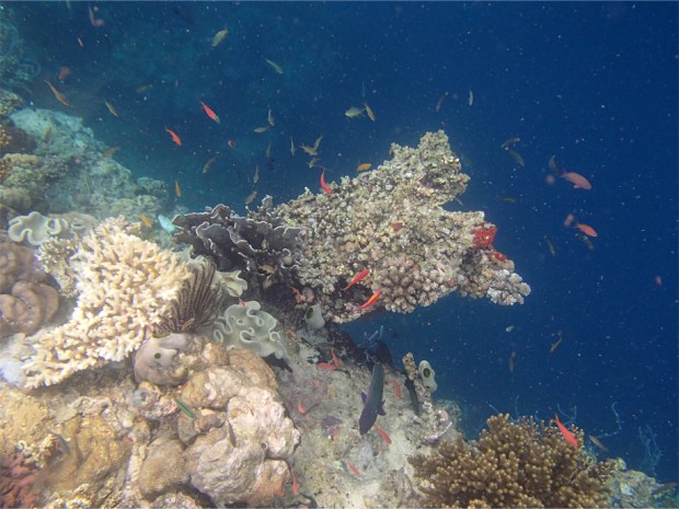Menjangan Snorkelling_5