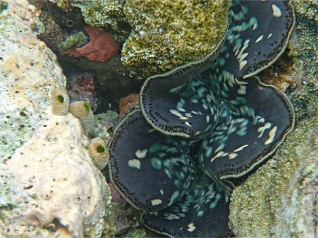 Menjangan Snorkelling_6