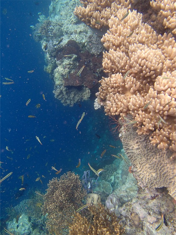 Menjangan Snorkelling_8