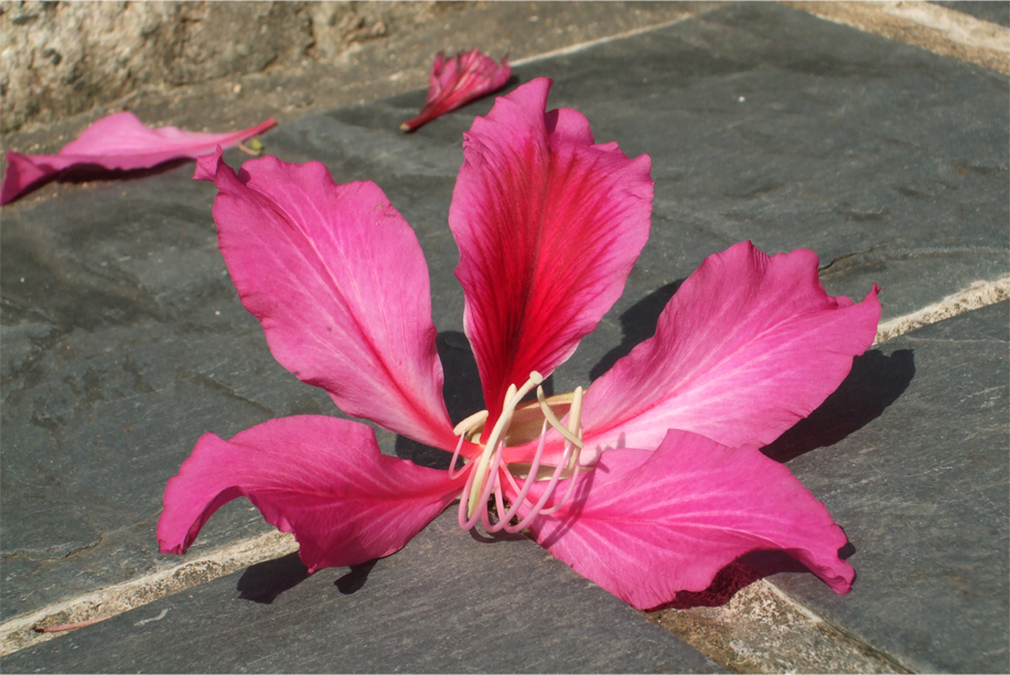 Fallen Bauhinia