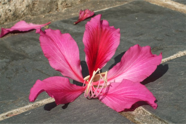 Fallen Bauhinia