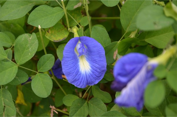 Nyonya Cooking Class_8
