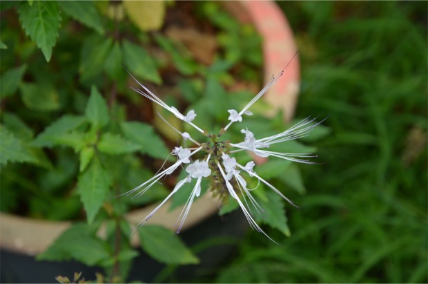 Nyonya Cooking Class_9