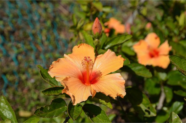 Hibiscus blossoms at Victoria Peak Garden
