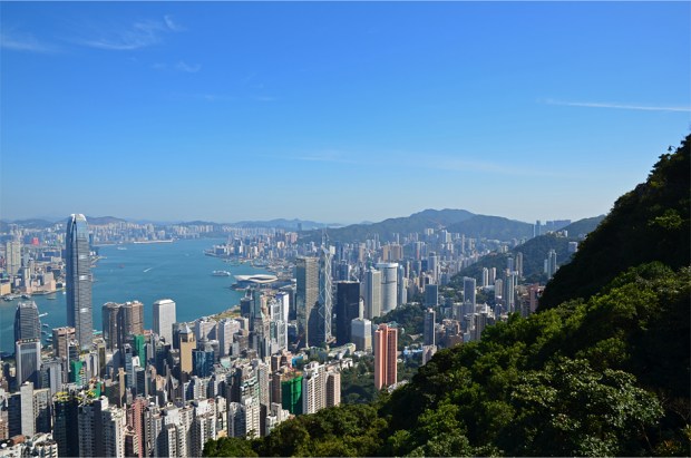 Where two jungles meet