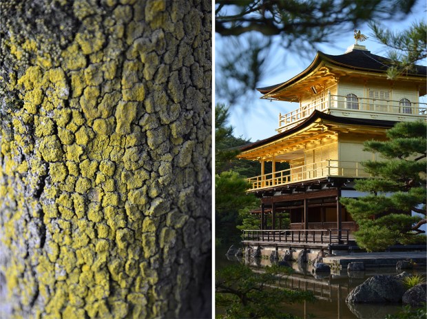 Moss growing on a tree in Higashiyama; a Kyoto icon