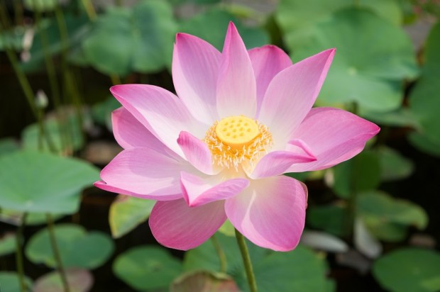 A lotus in bloom on pedestrianized Nguyễn Huệ Boulevard in front of City Hall