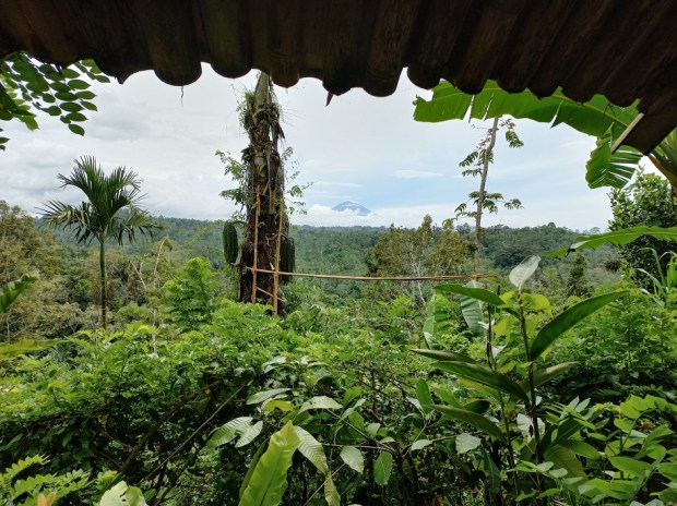 A view of the sacred volcano Mount Agung from Pak Agung’s food forest north of Ubud
