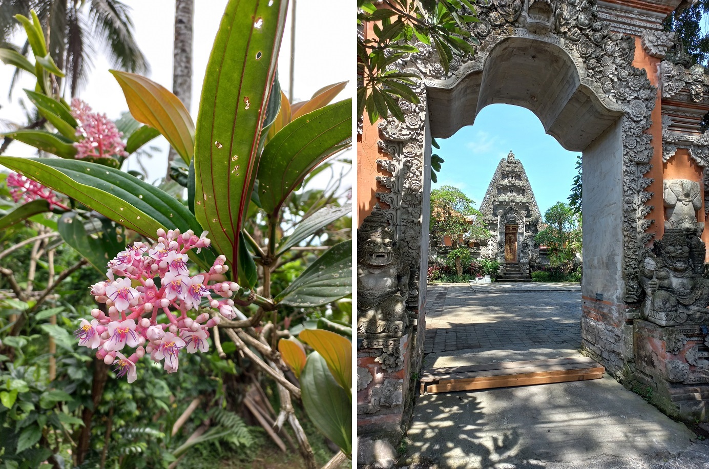Edible trijata flowers; the front yard of the former offices of Ubud’s raja (king)