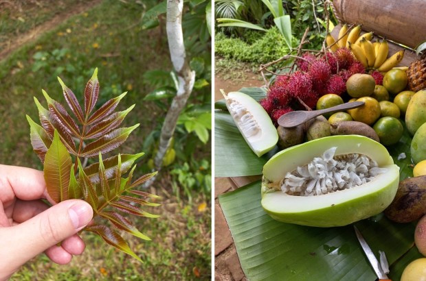 Medicinal cemcem leaves; the melon-like lisah is a relative of the passion fruit